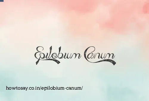 Epilobium Canum