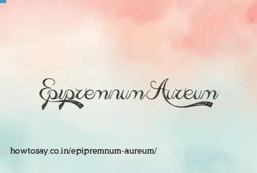 Epipremnum Aureum