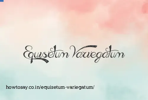 Equisetum Variegatum
