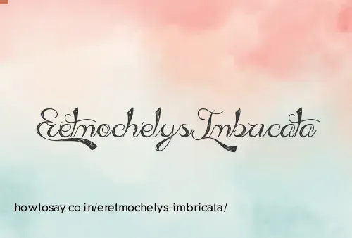 Eretmochelys Imbricata