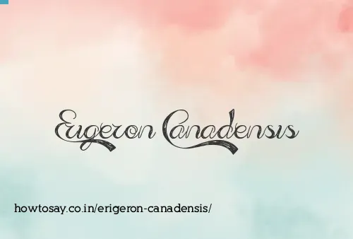Erigeron Canadensis