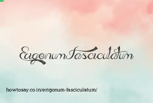 Erigonum Fasciculatum