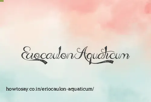 Eriocaulon Aquaticum