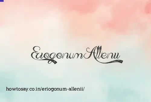 Eriogonum Allenii