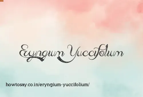 Eryngium Yuccifolium