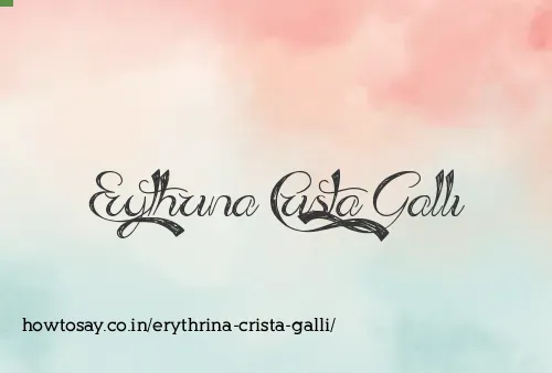 Erythrina Crista Galli