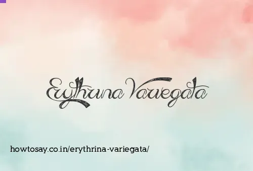 Erythrina Variegata