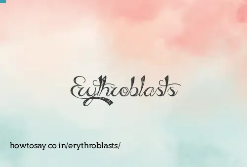 Erythroblasts