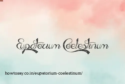 Eupatorium Coelestinum
