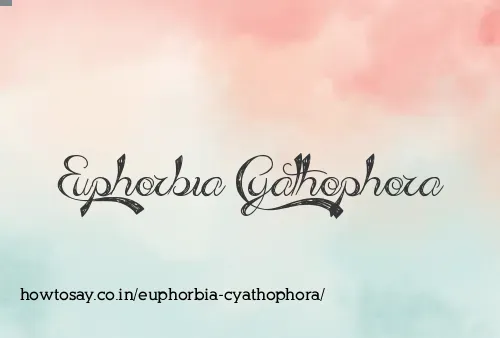 Euphorbia Cyathophora