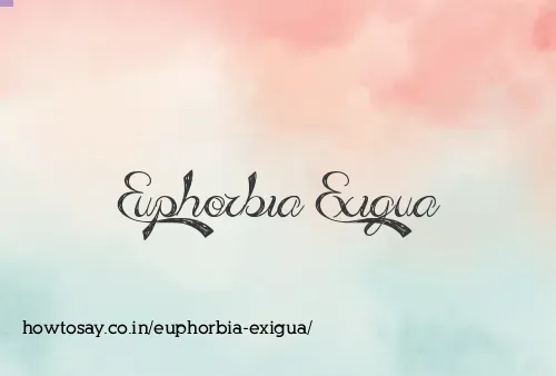 Euphorbia Exigua