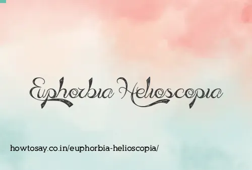 Euphorbia Helioscopia