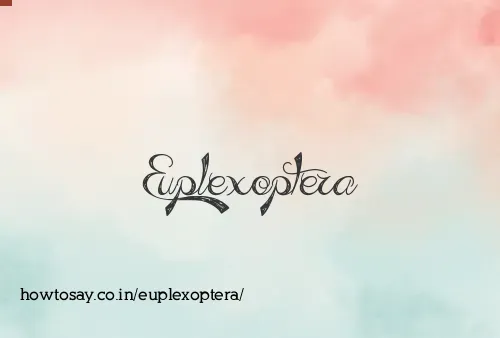 Euplexoptera