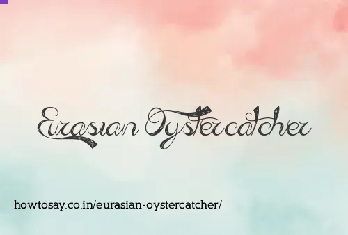 Eurasian Oystercatcher