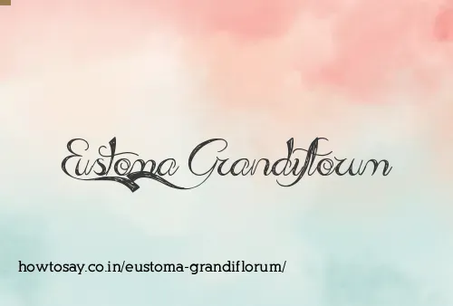 Eustoma Grandiflorum