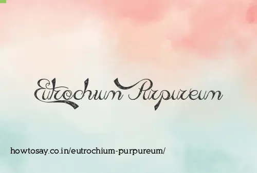 Eutrochium Purpureum