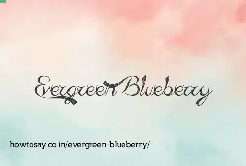 Evergreen Blueberry