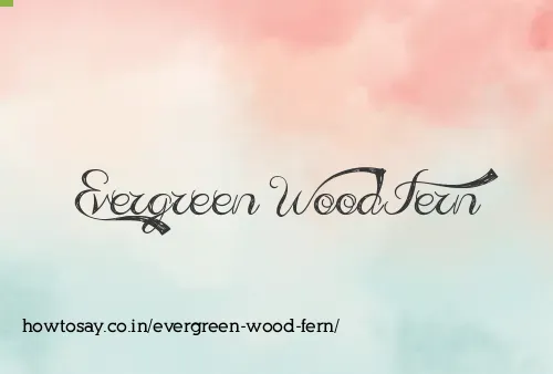 Evergreen Wood Fern