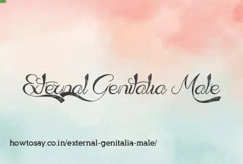 External Genitalia Male