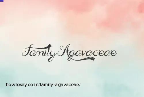 Family Agavaceae