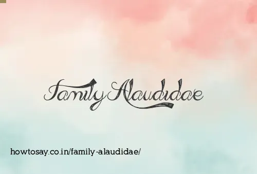 Family Alaudidae