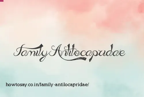 Family Antilocapridae