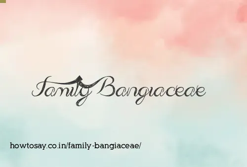 Family Bangiaceae