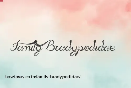 Family Bradypodidae