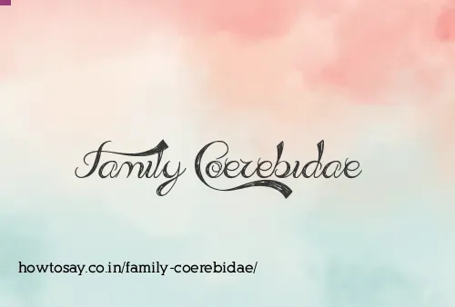 Family Coerebidae