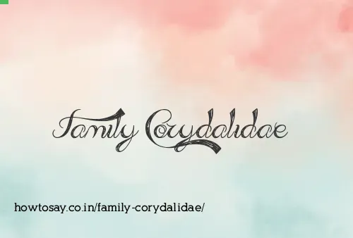 Family Corydalidae