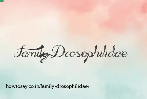 Family Drosophilidae