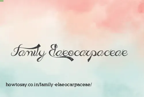 Family Elaeocarpaceae