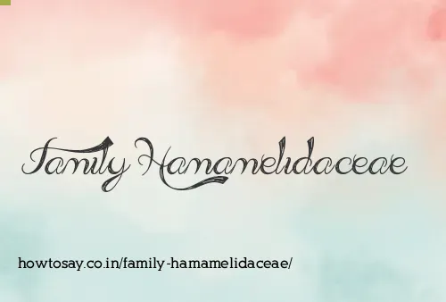 Family Hamamelidaceae