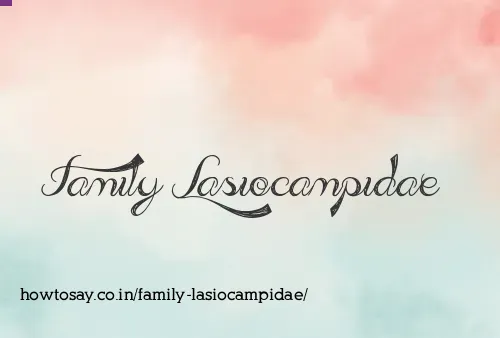 Family Lasiocampidae