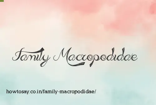 Family Macropodidae