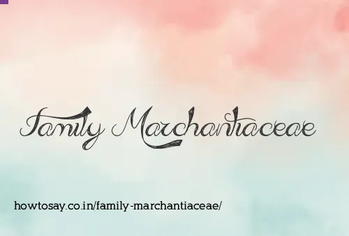 Family Marchantiaceae