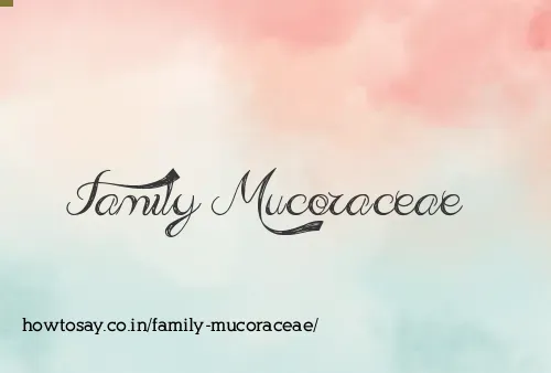 Family Mucoraceae