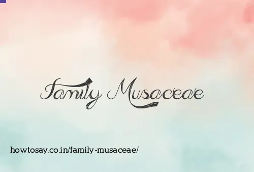 Family Musaceae