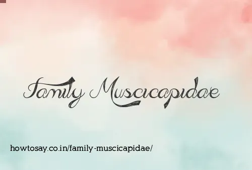 Family Muscicapidae