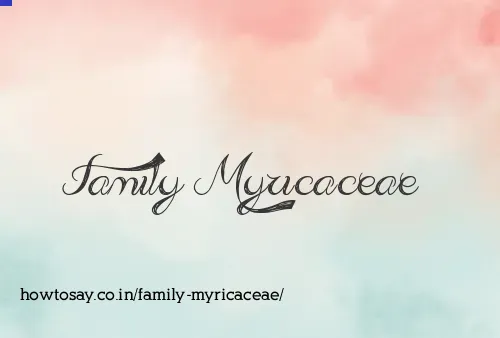 Family Myricaceae