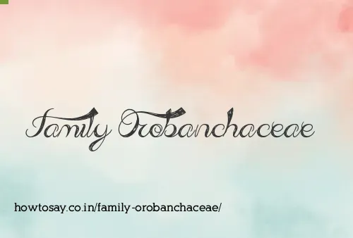 Family Orobanchaceae