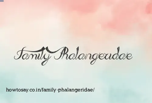 Family Phalangeridae