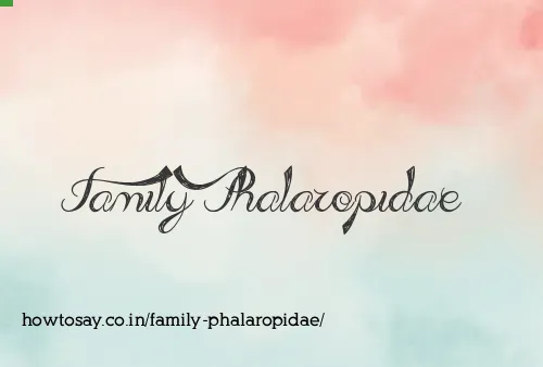Family Phalaropidae