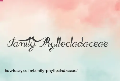 Family Phyllocladaceae