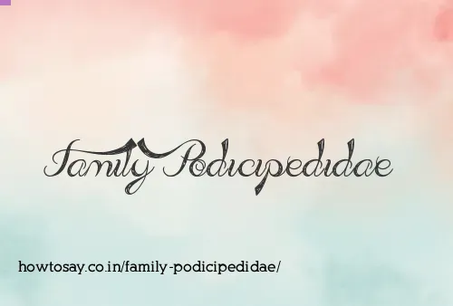 Family Podicipedidae