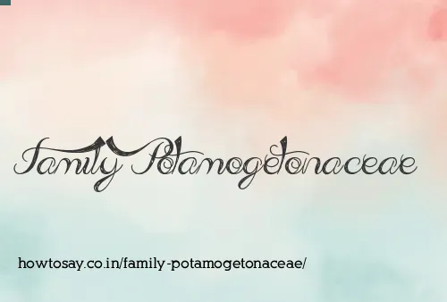 Family Potamogetonaceae