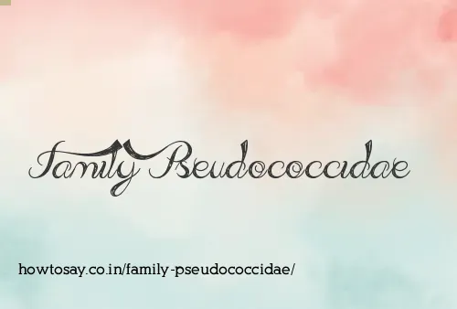 Family Pseudococcidae