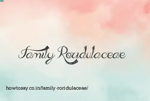 Family Roridulaceae