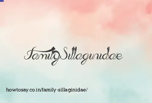 Family Sillaginidae