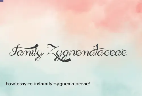 Family Zygnemataceae